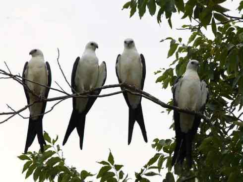 白头鸟系列：另类的美丽（燕尾鸢）