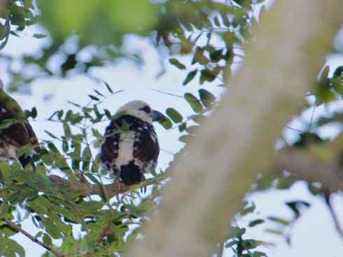 白头鸟系列：另类的美丽4
