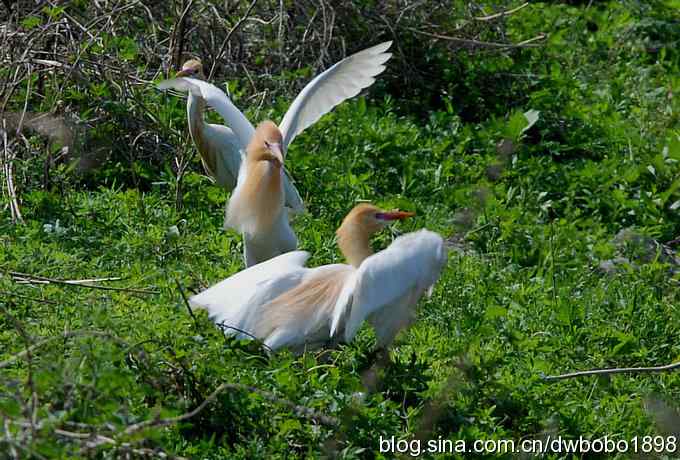 牛背上的芭蕾 牛背上的芭蕾