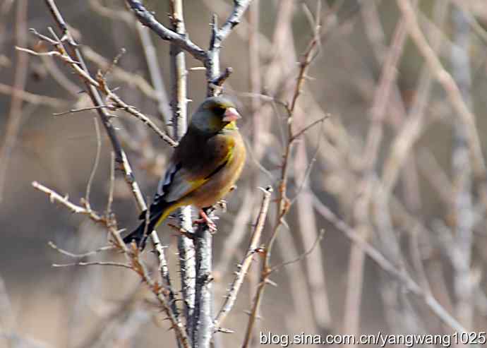 它的名字叫金翅