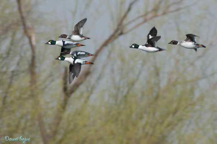 春来西堤好鸭多