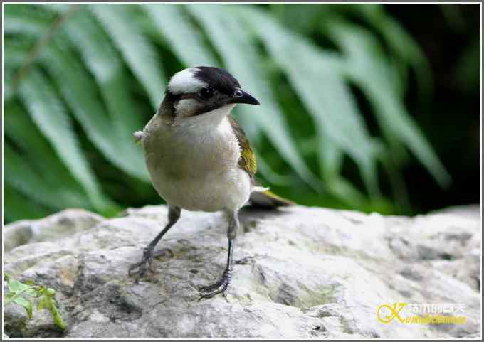 白头鹎和白颊噪鹛【照片】