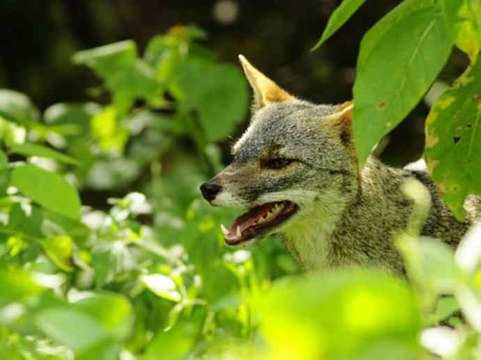 犬科：狐亚科伪狐属之高地狐、河狐、秘鲁狐