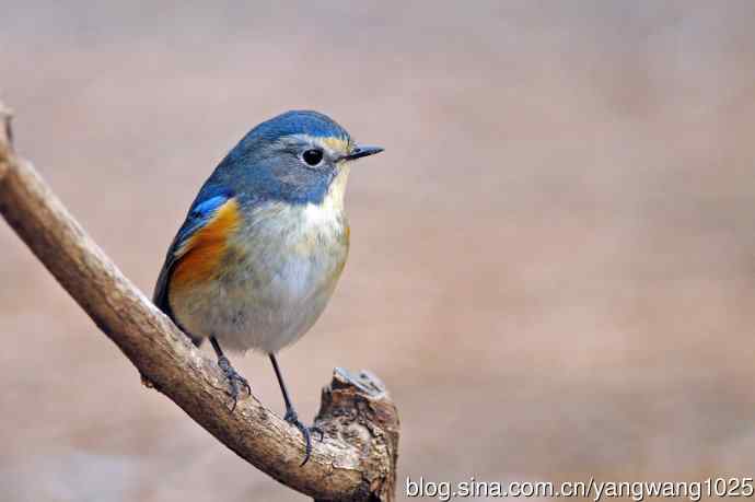 雄性红胁蓝尾鸲（23）