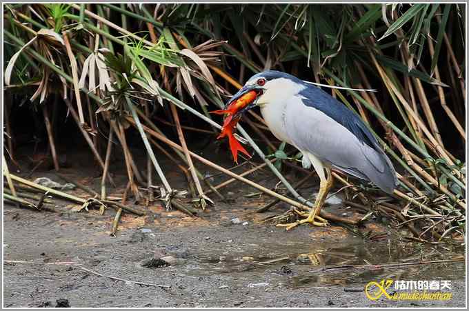夜鹭的早餐【照片】