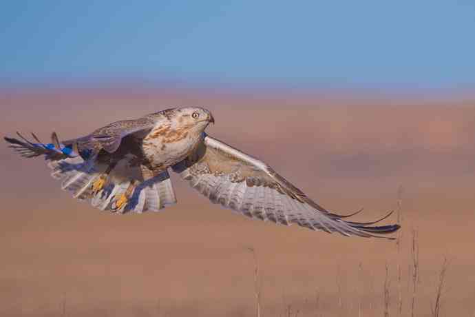 驹行千里追落日 wbr wbr醉美夕阳摄大雕