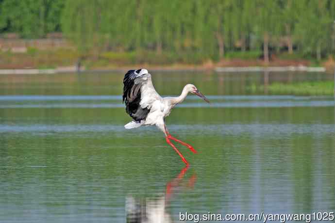 捕鱼进餐的东方白鹳
