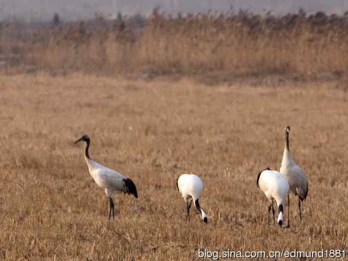 野外的珍禽丹顶鹤-穷人大炮及望远镜拍摄