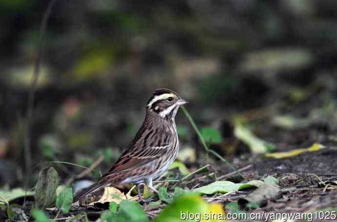 白眉鹀（3）
