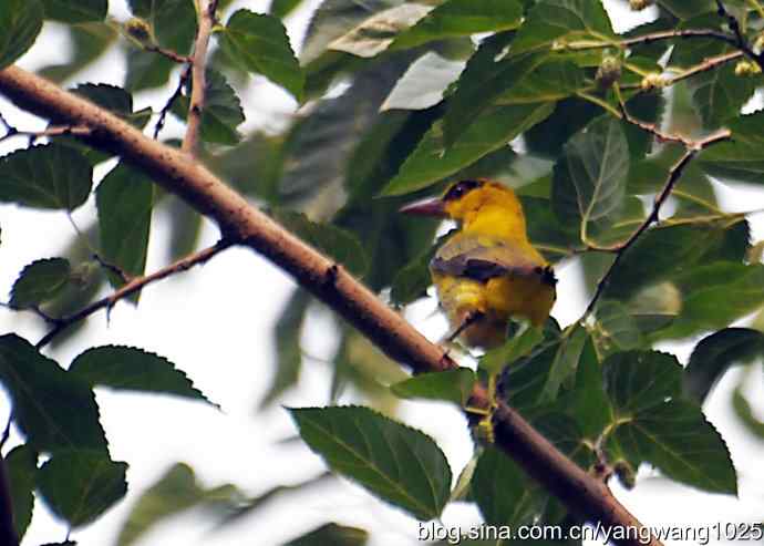 北京天坛公园的鸟类——黄鹂鸟（记录版）