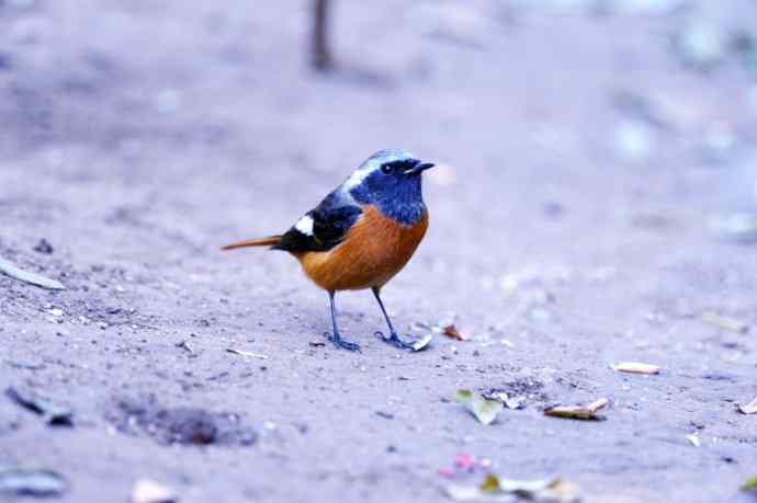 雄性北红尾鸲（10）