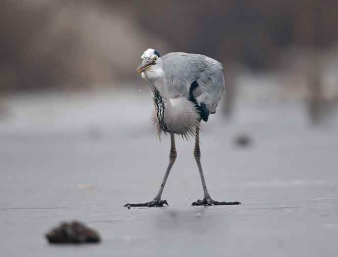 以大欺小 wbr倚强凌弱 以大欺小 wbr倚强凌弱