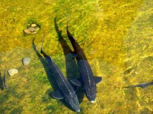 鱼类活化石：中华鲟