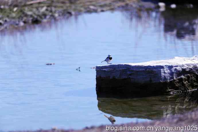 湖畔的白鹡鸰 wbr2