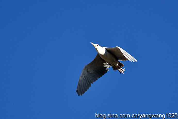 北京动物园的鸟类——飞（夜鹭）2