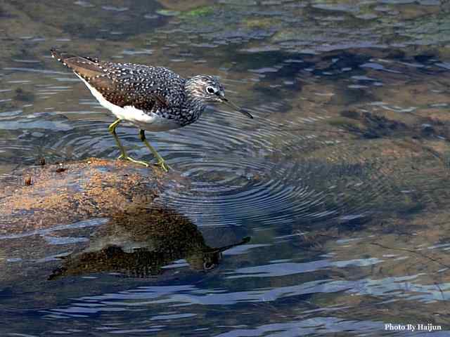 十渡的鸟儿看过来