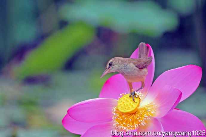 东方大苇莺与荷花（1）