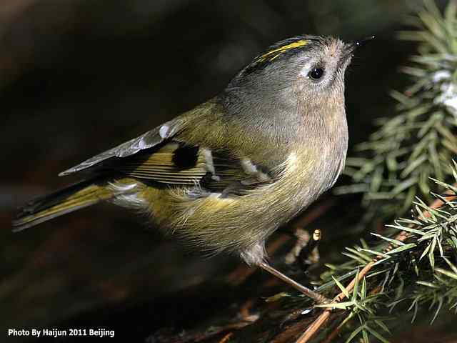 暮然回首 wbr. wbr戴菊却在天坛水洼处