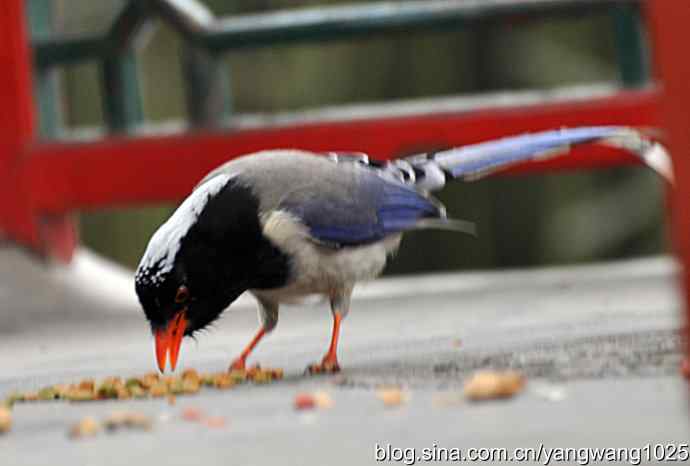 红嘴蓝鹊