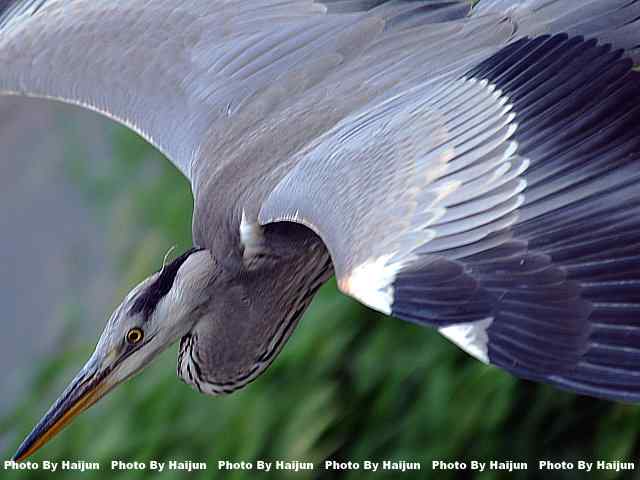 苍鹭飞行版 wbr爆框很愉快