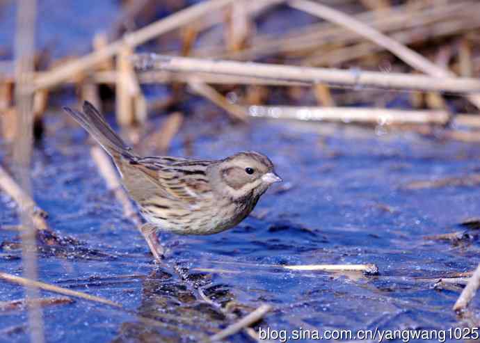雌性灰头鹀（5）