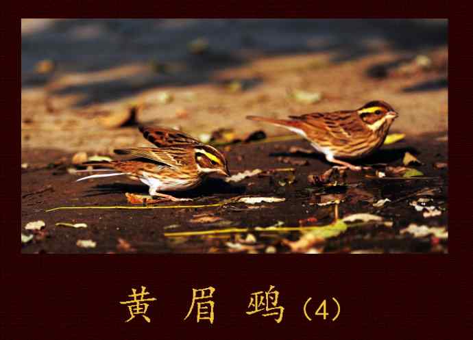 黄眉鹀（4）