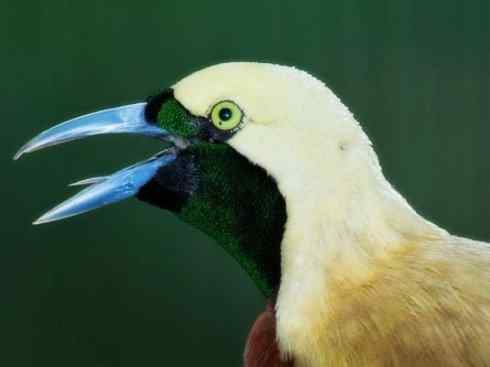 美丽无罪:雀鸟之极乐鸟 美丽无罪:雀鸟之极乐鸟