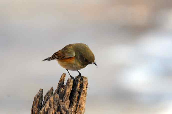 雌性红胁蓝尾鸲(25) 雌性红胁蓝尾鸲(25)