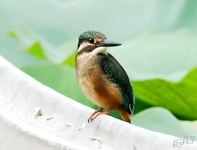 圆明园&nbsp;wbr路&nbsp;wbr小翠吃大鱼