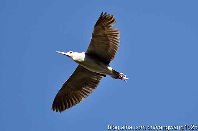 杂片(抓拍) 杂片(抓拍)