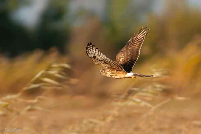 野鸭湖.夕阳下的白尾鹞