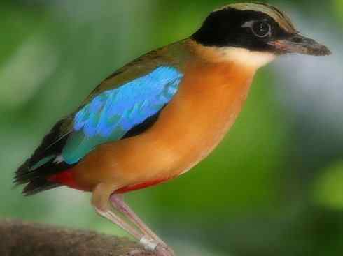 美丽无罪：雀鸟之八色鸫