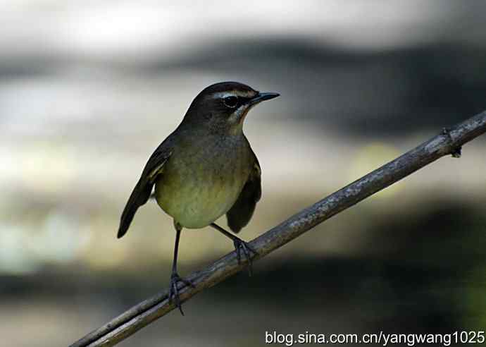 红喉歌鸲（雌性）续1