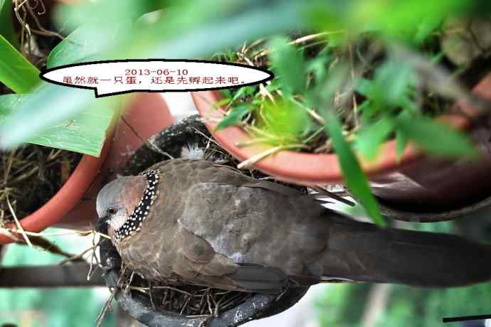 人鸟情未了-闹市十五楼珠颈斑鸠育儿记