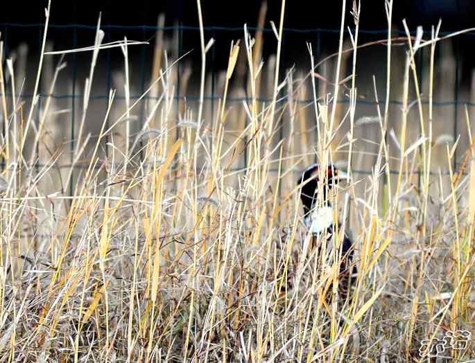 官厅水库&nbsp;wbr路&nbsp;wbr楔尾伯劳和雉鸡