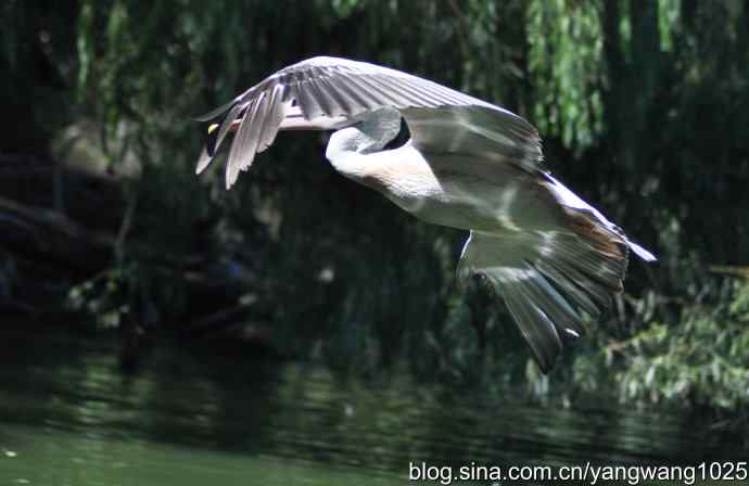 再拍大鹈鹕 wbr wbr1