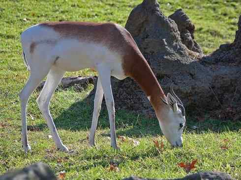 麒麟：传说的兽原型探秘（鹿羚）
