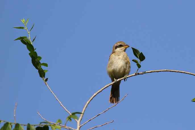 内蒙古鸟类摄影——红尾伯劳（育雏）