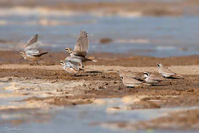 角百灵 wbr野鸭湖的一天 角百灵 wbr野鸭湖的一天