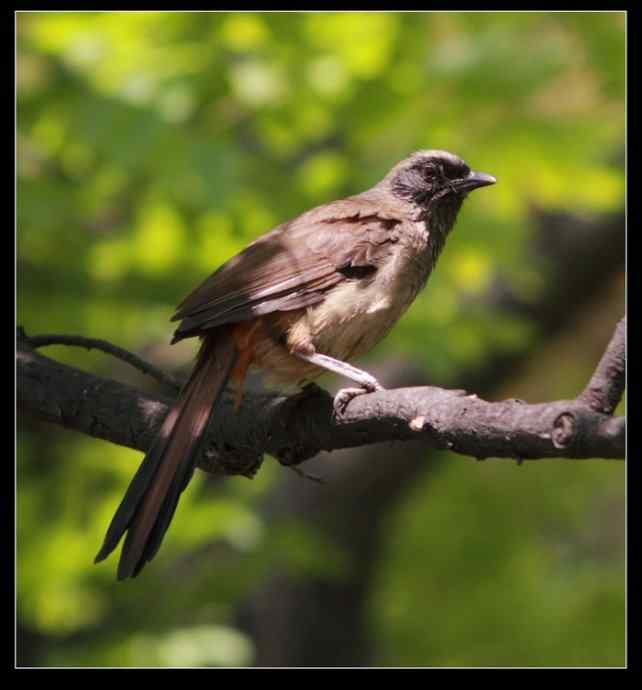 寻找红嘴相思鸟 寻找红嘴相思鸟