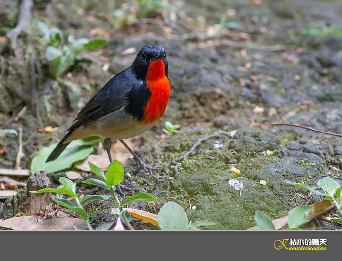 拍到鈥溄鹦馗桊垛
