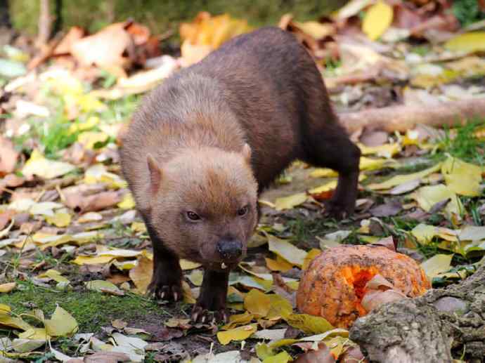 犬科：薮犬亚科薮犬属之薮犬