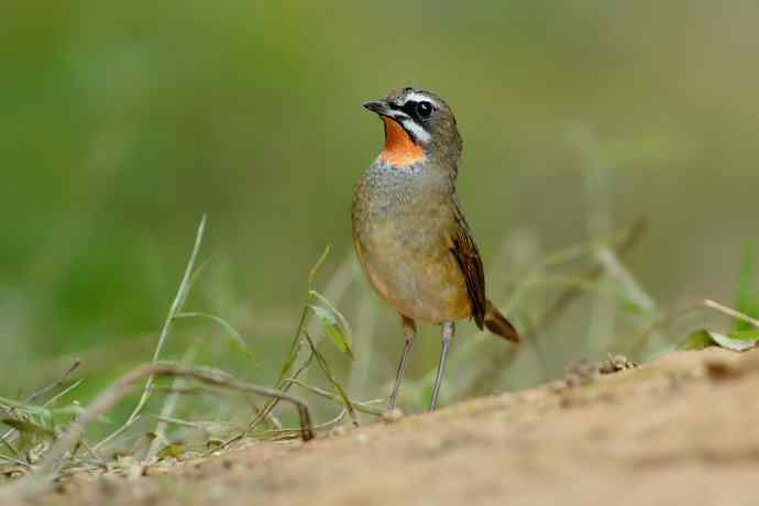 秋季迁徙鸟：红喉歌鸲*