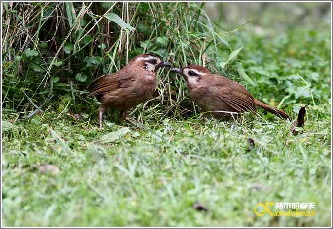秋风冷雨拍红头【照片】 秋风冷雨拍红头【照片】