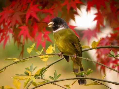 家禽驯化之源之三十（红耳鹎、领雀嘴鹎）