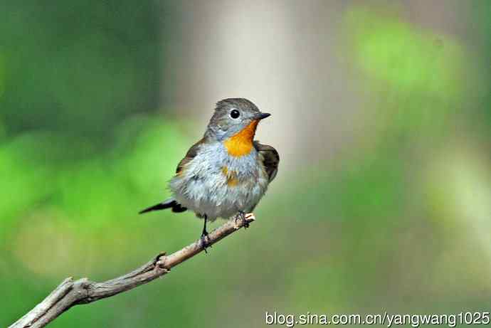 浴后（红喉姬鹟）