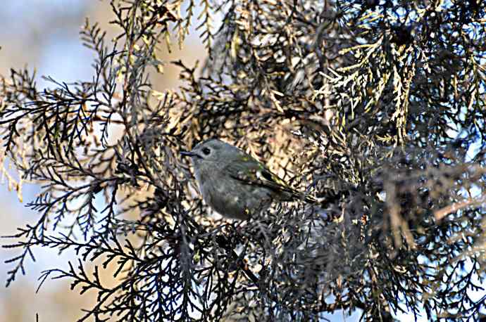 柏树丛中的戴菊 wbr1