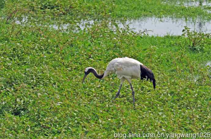 北京麋鹿苑的鸟类——悠闲的丹顶鹤