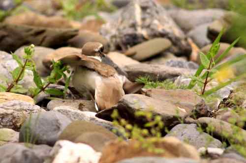 长嘴剑鸻竟然会诈伤