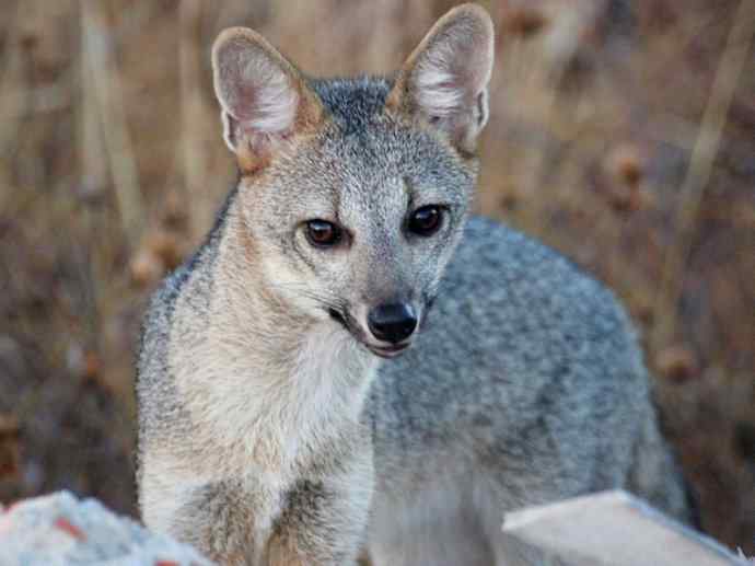 犬科：狐亚科伪狐属之高地狐、河狐、秘鲁狐